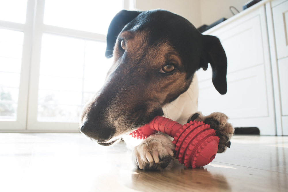 How To Keep Your Dog Entertained - My Pet Warehouse