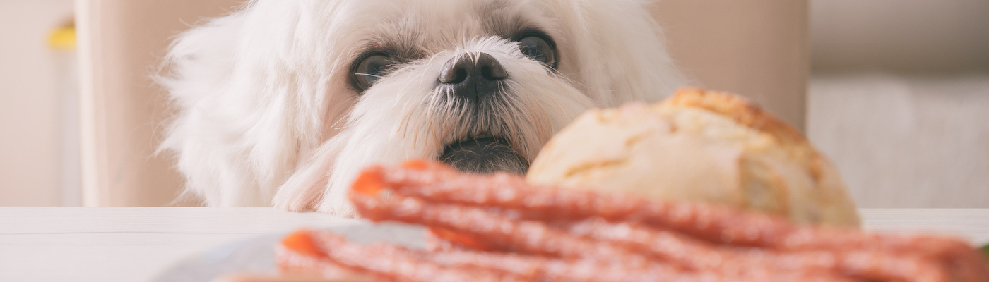 Can Dogs Eat Pork and Pork Bones? | Dog Care Tips