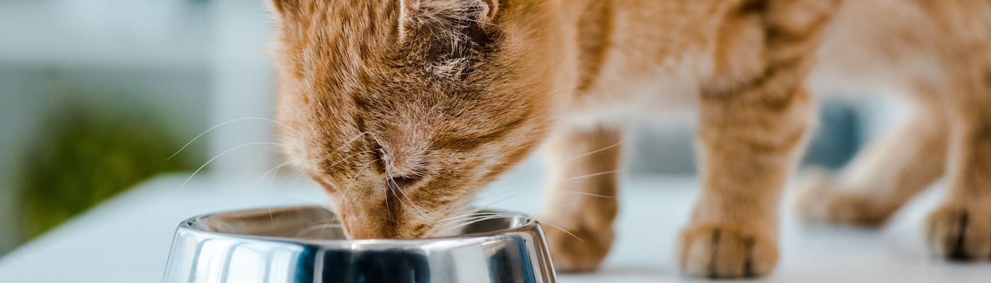 Can Cats Drink Milk? Do Cats Like Milk? The Rescue Vets