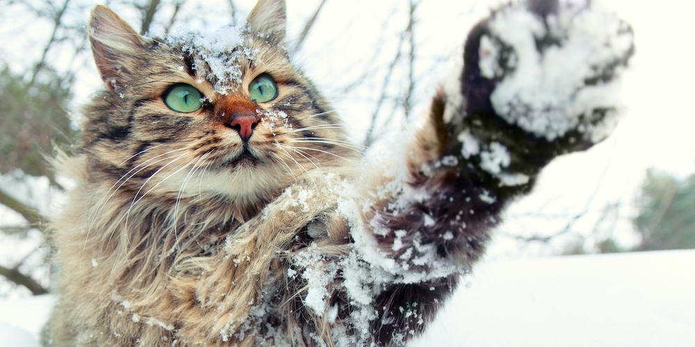 How Cold is Too Cold for Cats? | The Rescue Vets